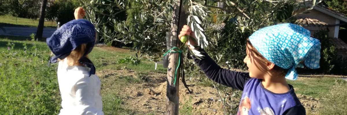 Nel mondo di Frantopoli: dalla raccolta alla tavola